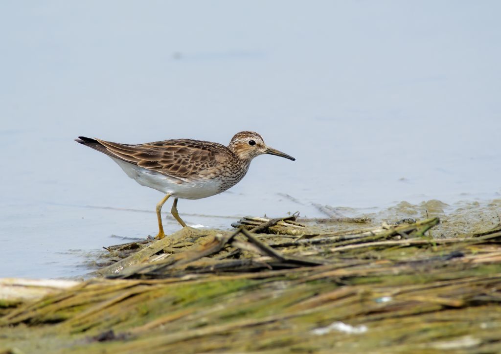 Gambecchio nano (Calidris temminckii) e Piovanello pettorale (Calidris melanotos)